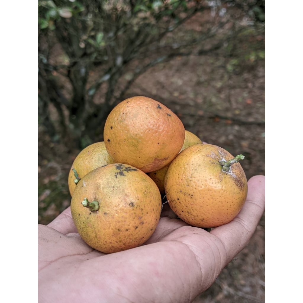

jeruk sonkit super 1kg mateng