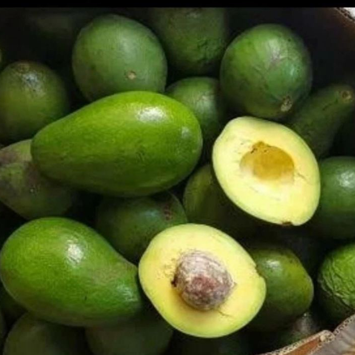 

RB Alpukat Utuh LAMPUNG 1KG Sedang Isi 3 - 5 Buah