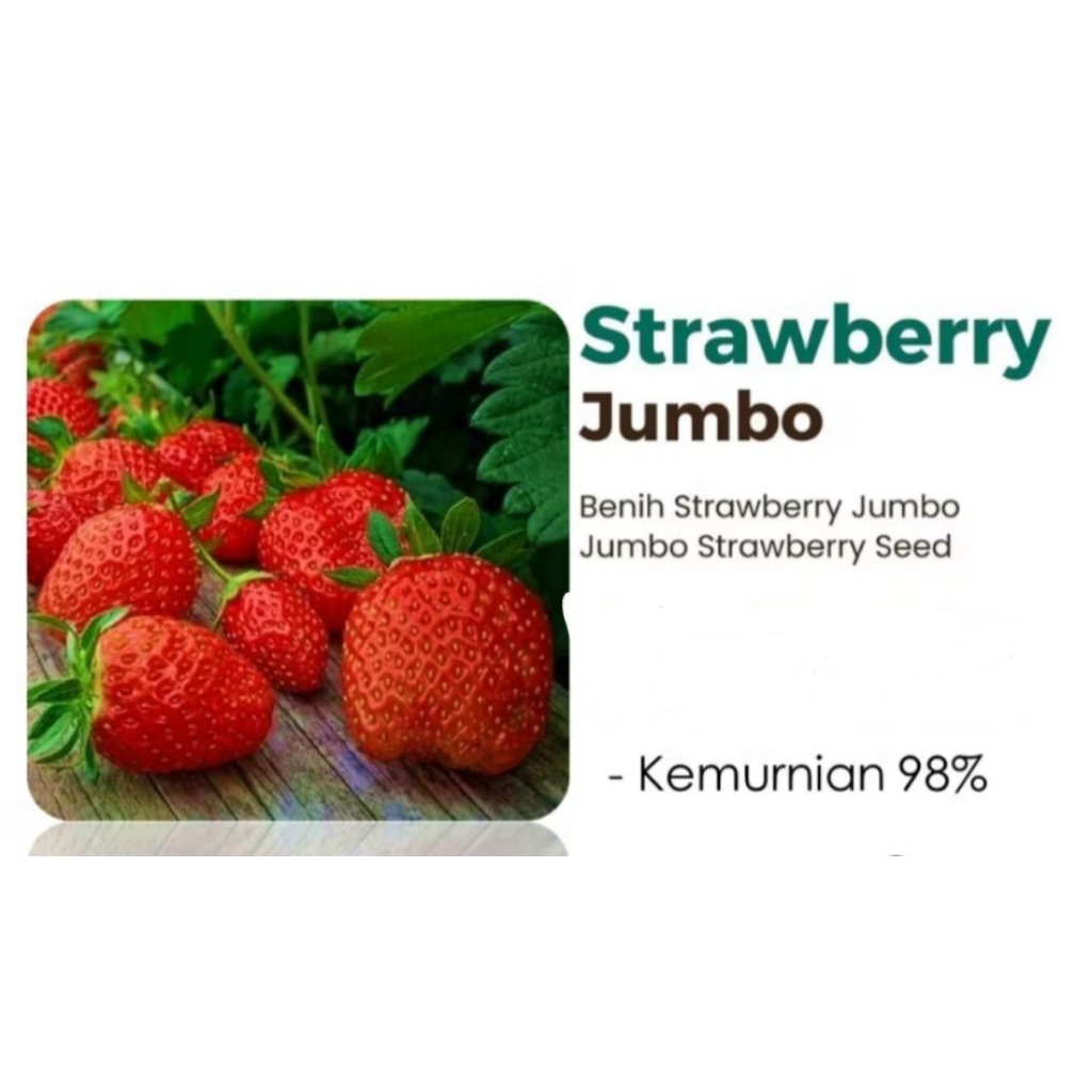benih strawberry jumbo manis