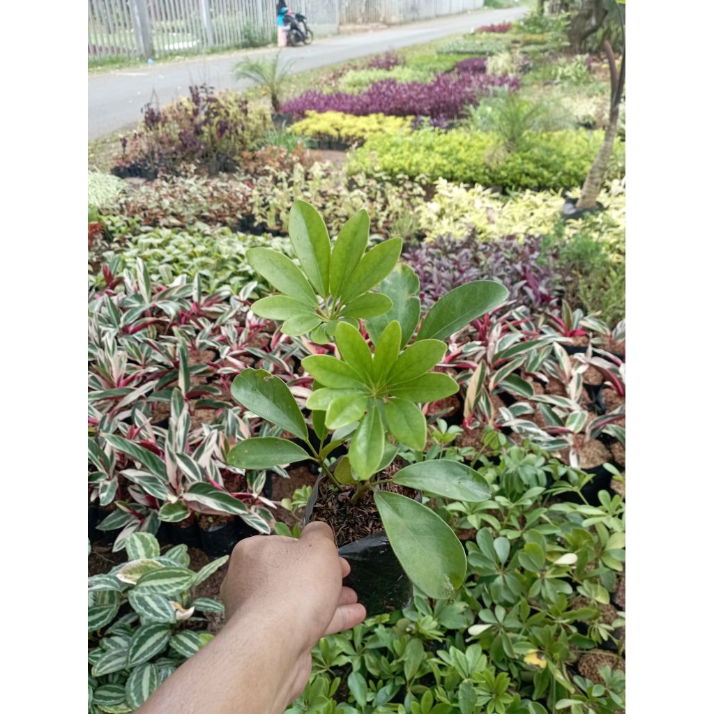 Tanaman Hias Walisongo Tanaman Walisongo