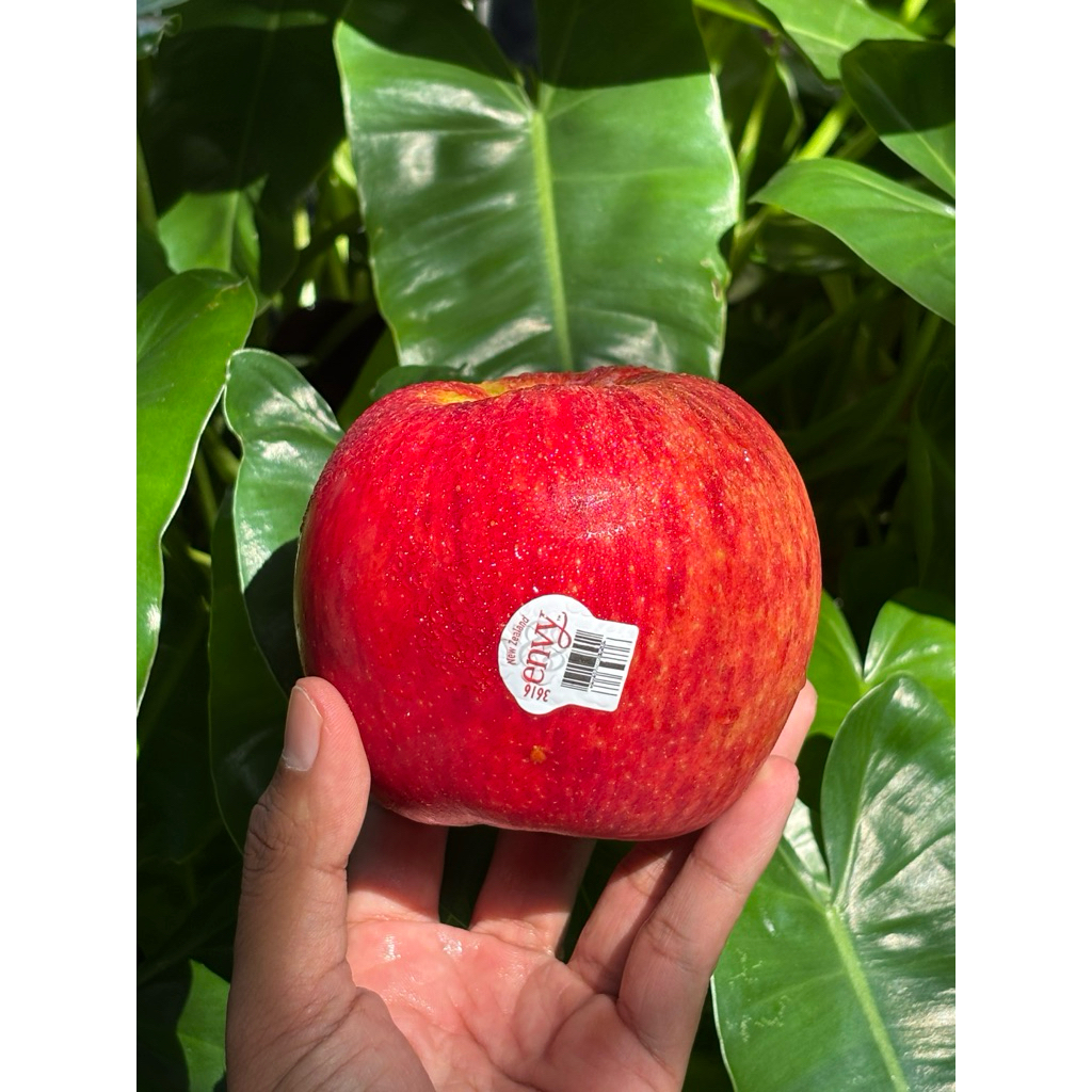 

Apel Envy Jumbo - Apel Manis