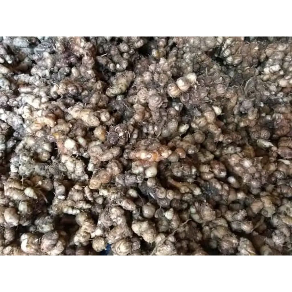 

kencur seger tua tua 1kg pandeglang banetn