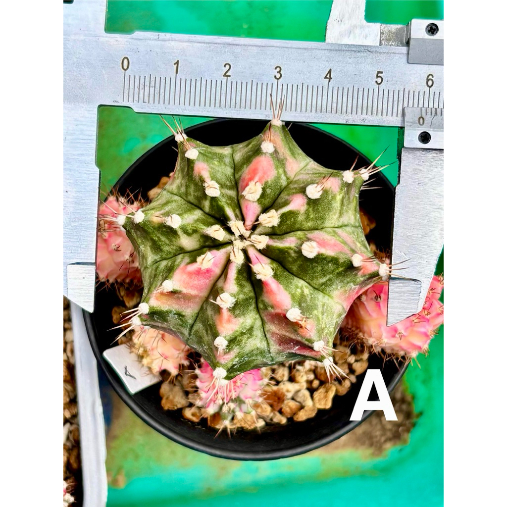 Kaktus Var Langka Ownroot Gymno Miha Pink Diamond PD Variegata Gymnocalycium Mihanovichii