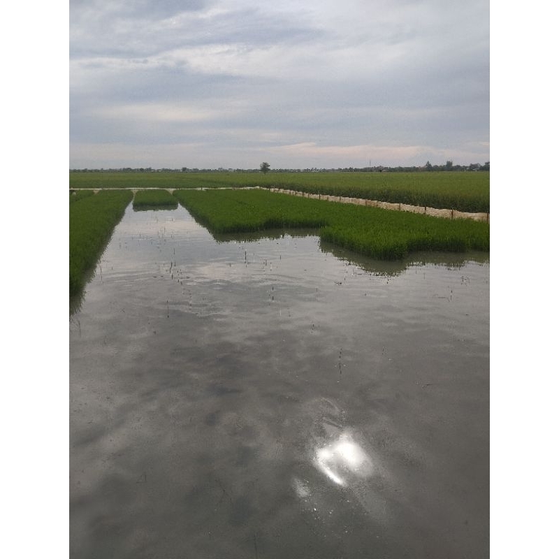 jual bibit padi siap tanam 100 grm.