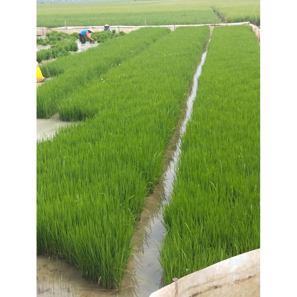 jual bibit padi siap tanam 100grm.