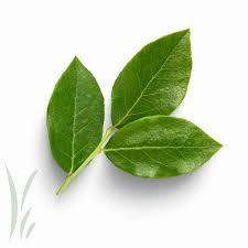 

Bay leave fresh 250gr / Centraloka