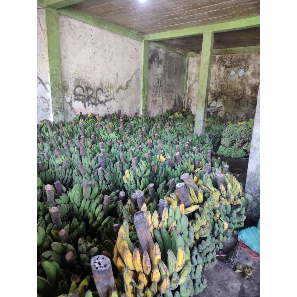 

pisang raja