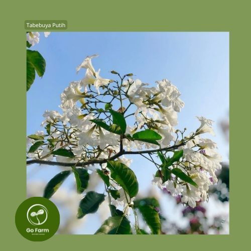 Benih Bibit Tabebuya Putih