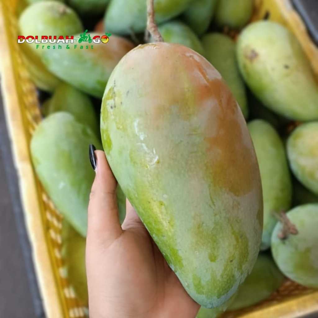 

Mangga Kiojay Premium Jumbo Super Besar - INSTAN SEMARANG - Dolbuah