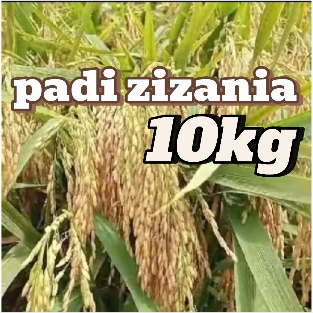 

Benih bibit Padi ZIZANIA unggul 10KG