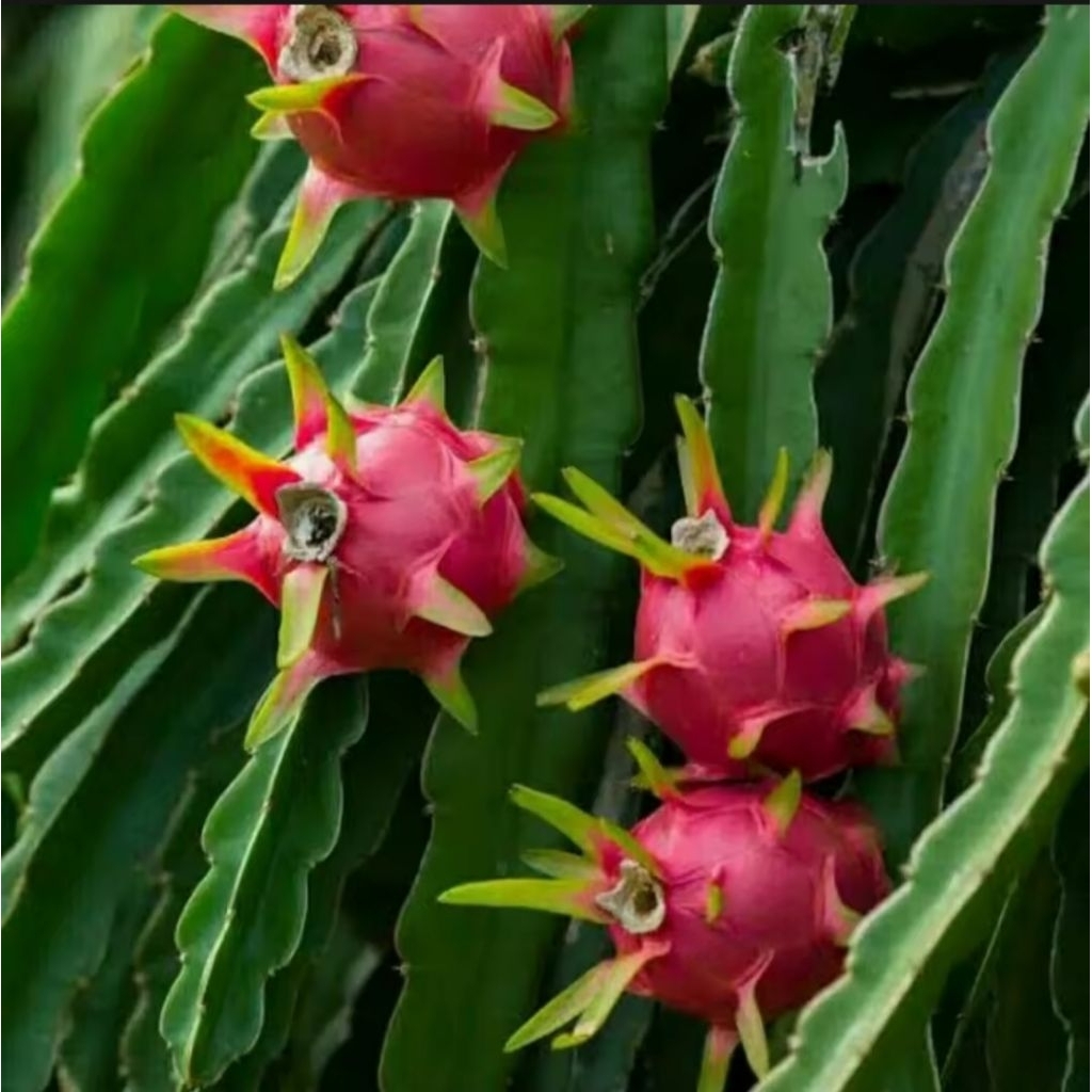 bibit buah naga merah jumbo