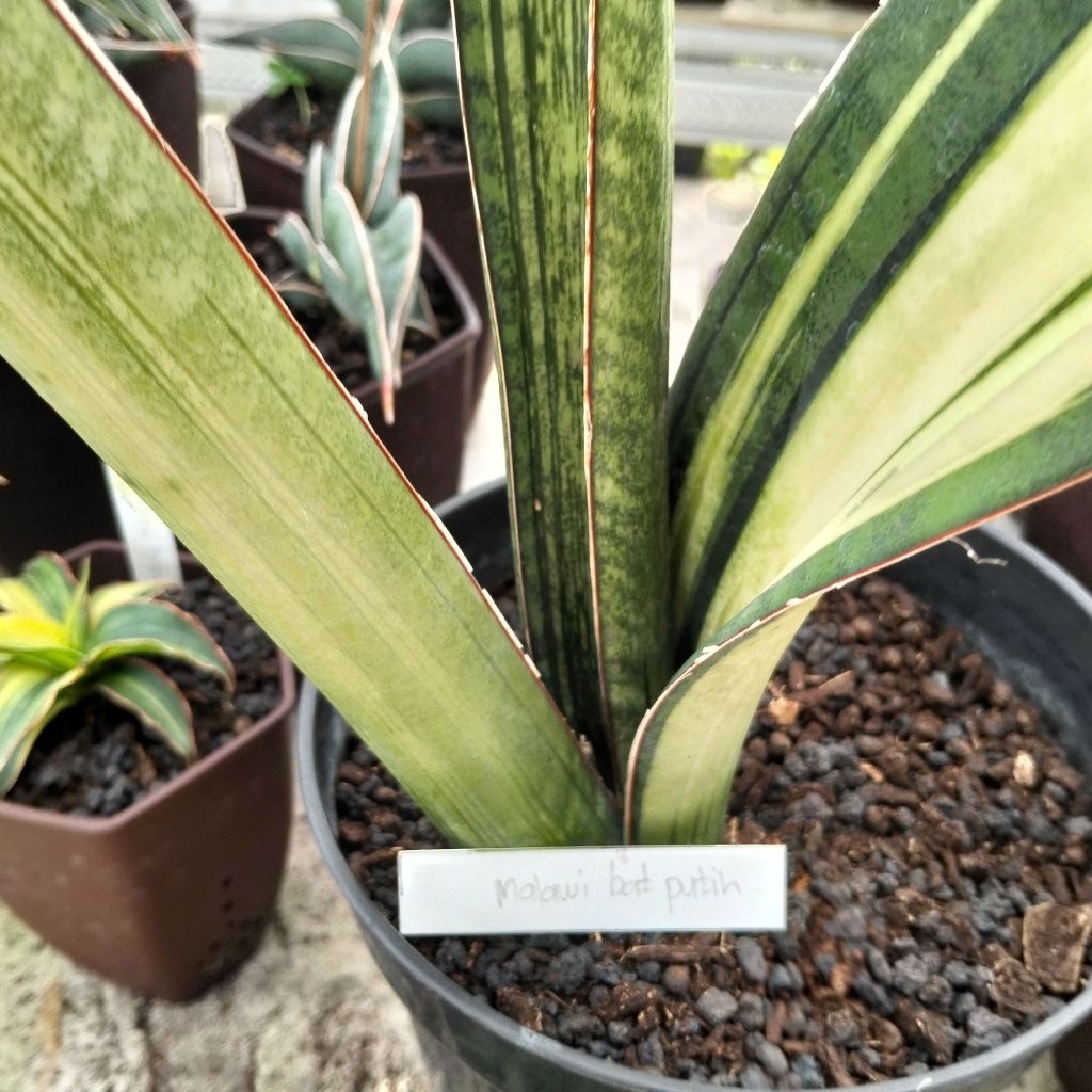 Sansevieria malawi bat white varigata