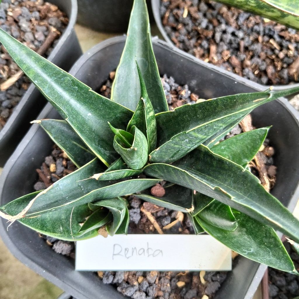 Sansevieria renata varigata