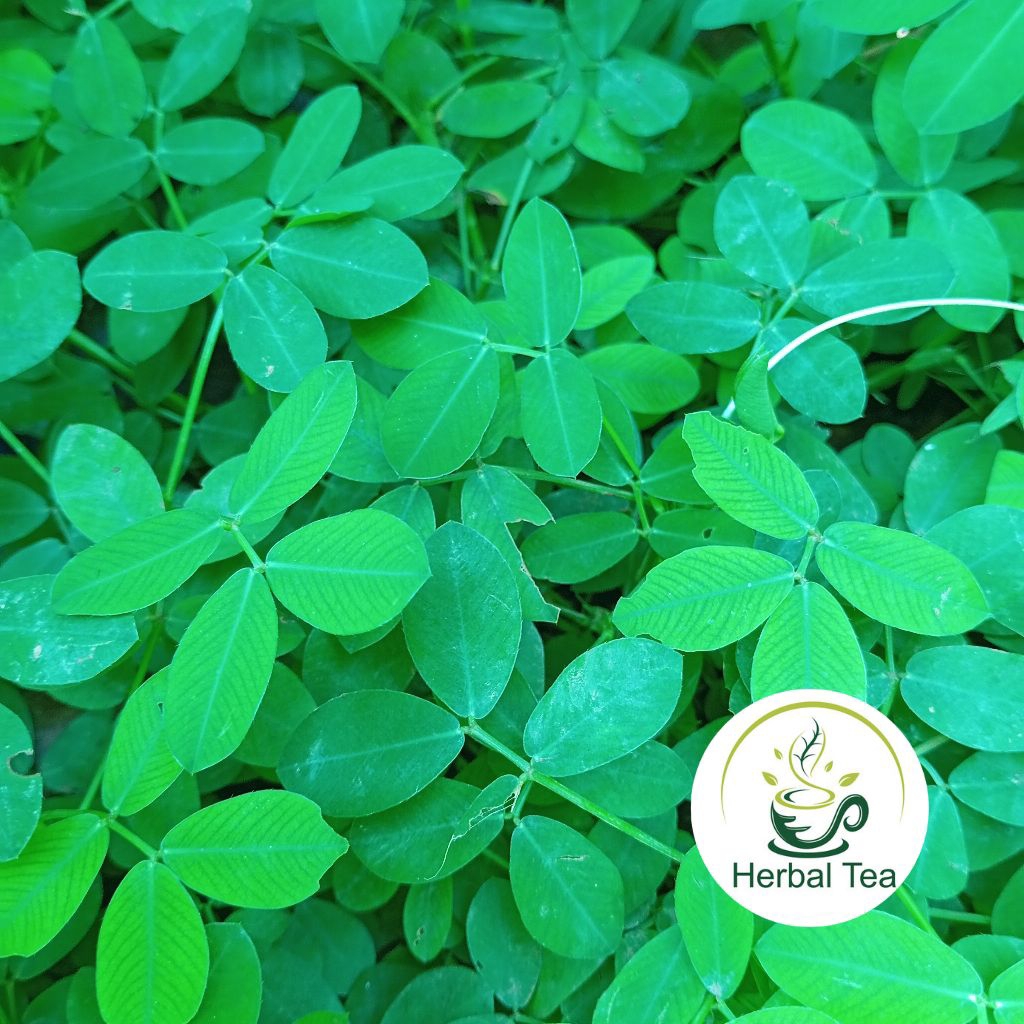 

Daun landep atau kacangan segar 500 gram