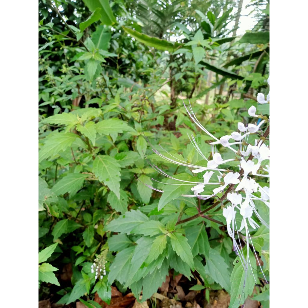 

daun kumis kucing.per1kg