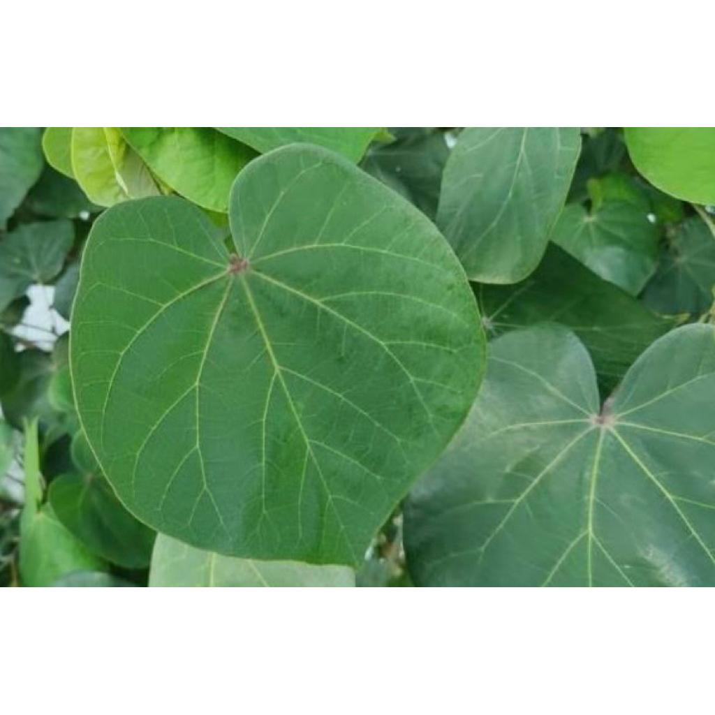 

Daun waru segar pres alami petik langsung paket per 1kg