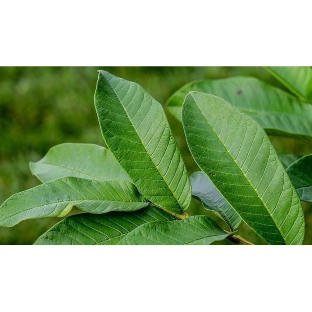 

Daun Jambu Biji segar 1kg