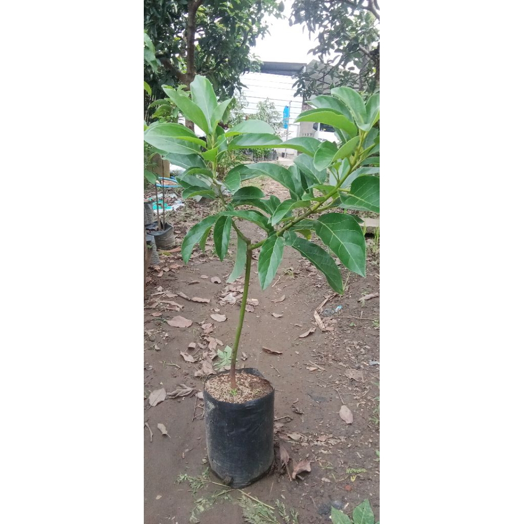 

berbagai jenis alpukat