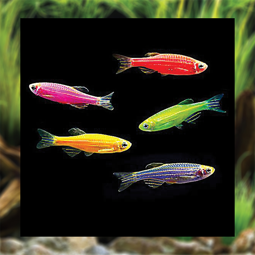 Ikan Hias Danio Warna - Warni / Ikan Hias Air Tawar / Ikan Hias Aquascape