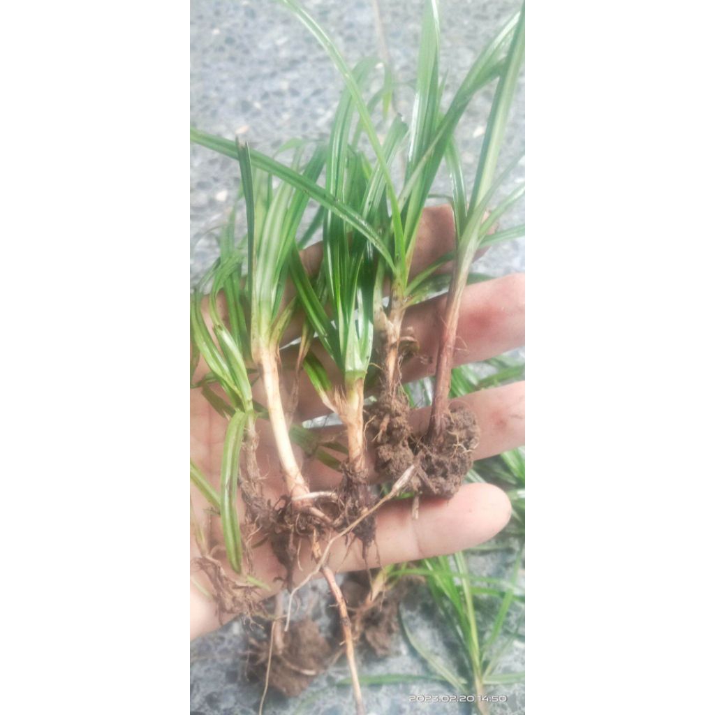 

umbi rumput teki 250gr