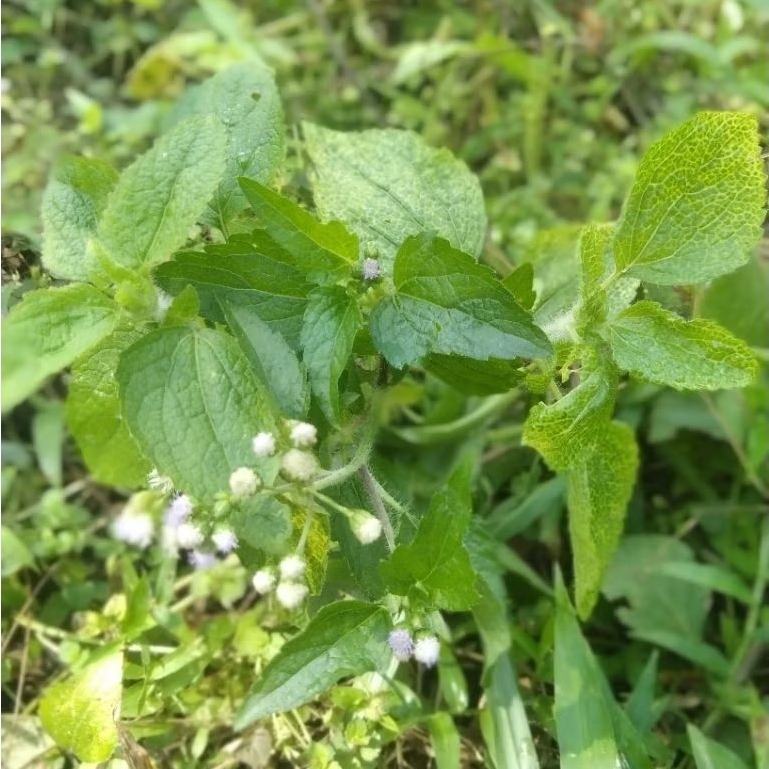 

daun bandotan segar,(1kg)di petik pas ada ordran