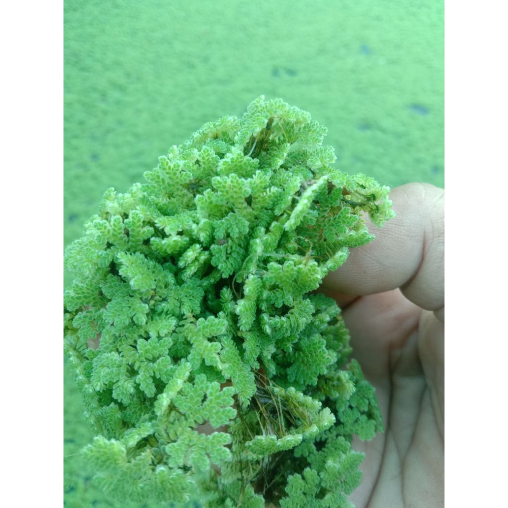 

AZOLLA 2 KG