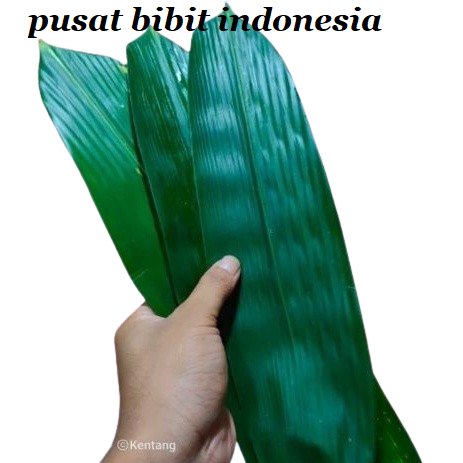 

Daun Bambu Bungku Bakcang Per 200 lembar