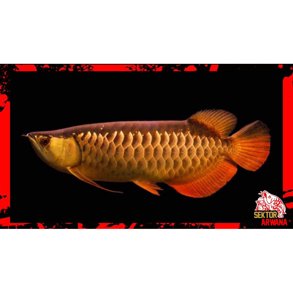 Arwana Golden Red 17-20cm