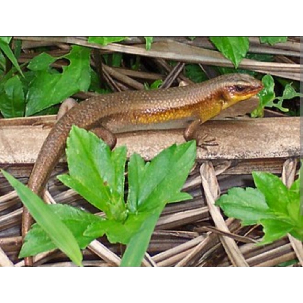 reptil.kadal.sawah_1.ekor