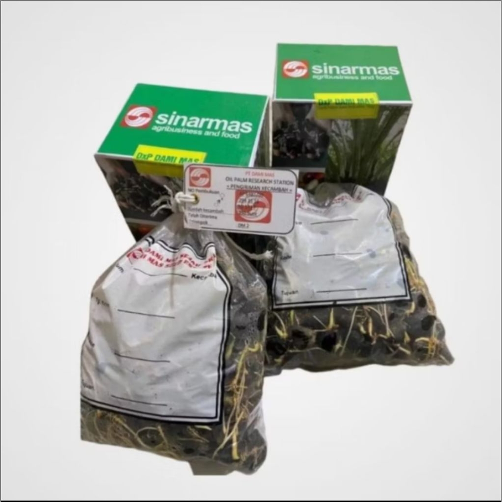 bibit benih kecambah sawit dami mas sinarmas
