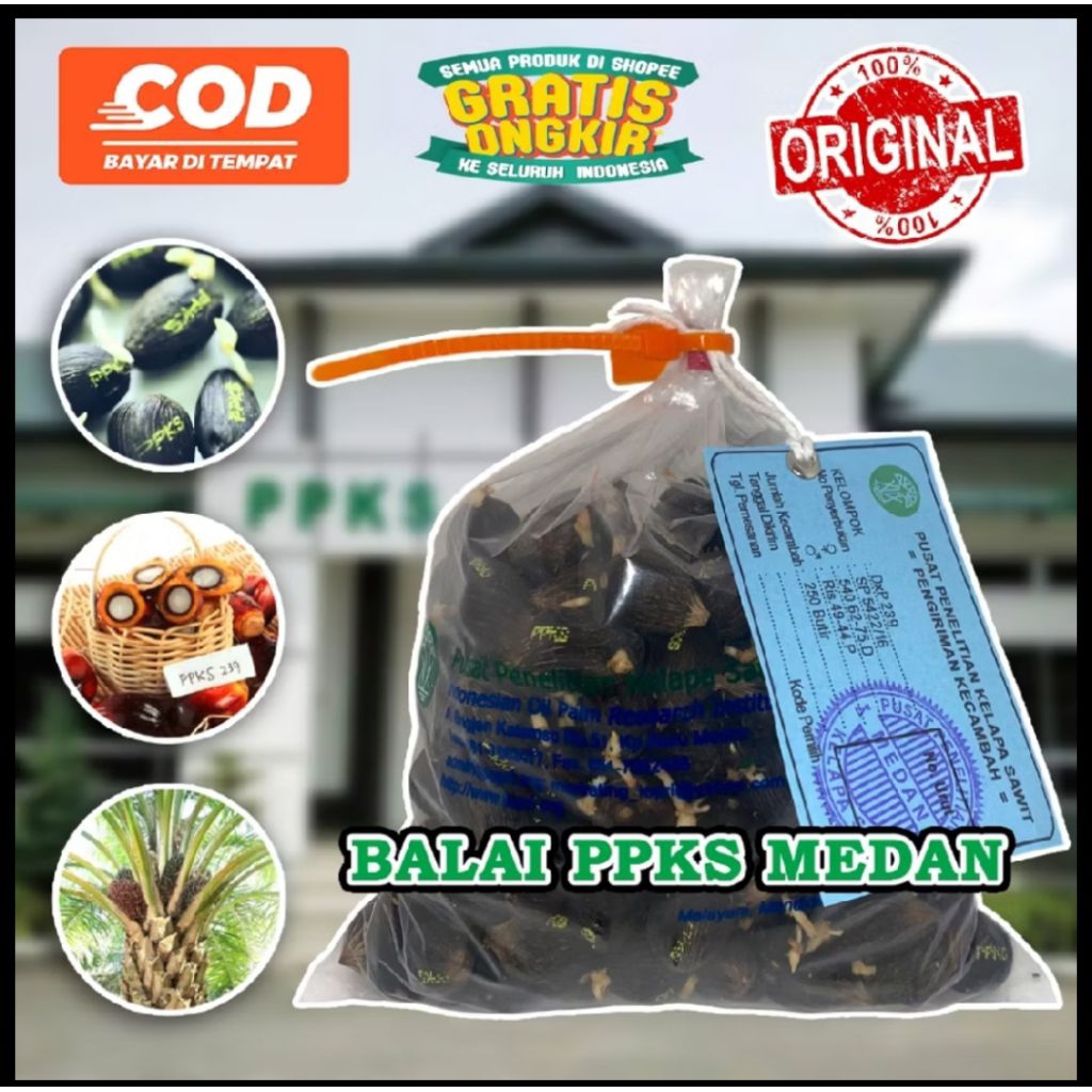 bibit benih kecambah sawit ppks