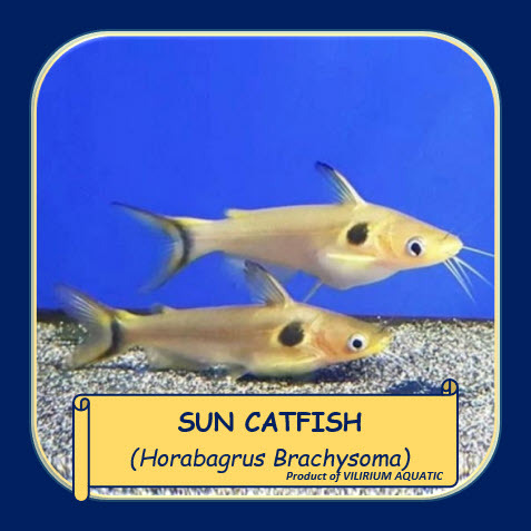 IKAN HIAS AIR TAWAR - SUN CATFISH / YELLOW CATFISH / MANJAKOORI / GUNTHERS CATFISH