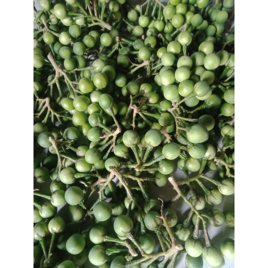 

buah cepokak murah/takokak segar/samsul.herbal