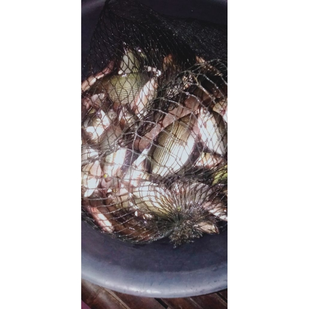

ikan asin air tawar ikan kresek