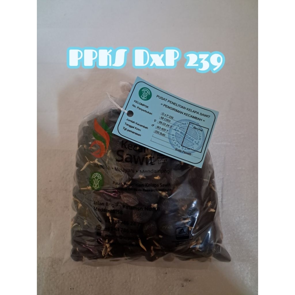 (TERLARIS NO.1) PPKS DxP 239 | Bibit Benih  Kecambah Kelapa Sawit Unggul | 250 Butir | COD