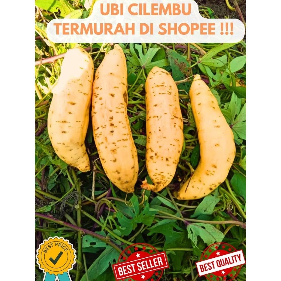 

TERMURAH- PAKET UBI CILEMBU 5 KG SIAP OVEN MADUNYA LUMER ASLI CILEMBU