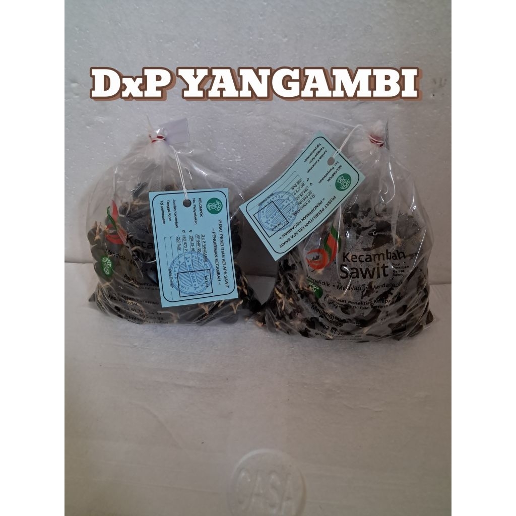 (TERLARIS NO.1) PPKS YANGAMBI | Bibit Benih  Kecambah Kelapa Sawit Unggul | 250 Butir | COD