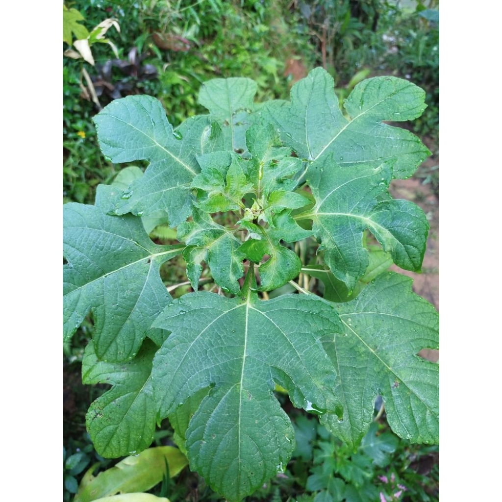 

Daun insulin segar 500gram