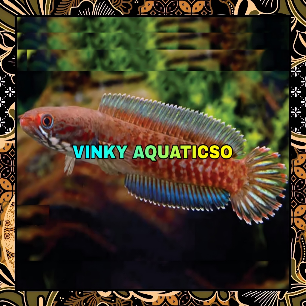 HIASAN CHANNA GABUS SNAKEHEAD RED FIRES ANDRAO XHANTIC FULL MOTIF 6-7 CM