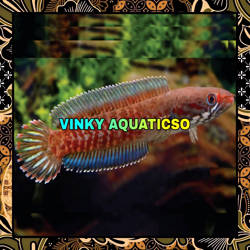 HIASAN CHANNA GABUS SNAKEHEAD RED FIRES ANDRAO XHANTIC FULL MOTIF 7-8 CM