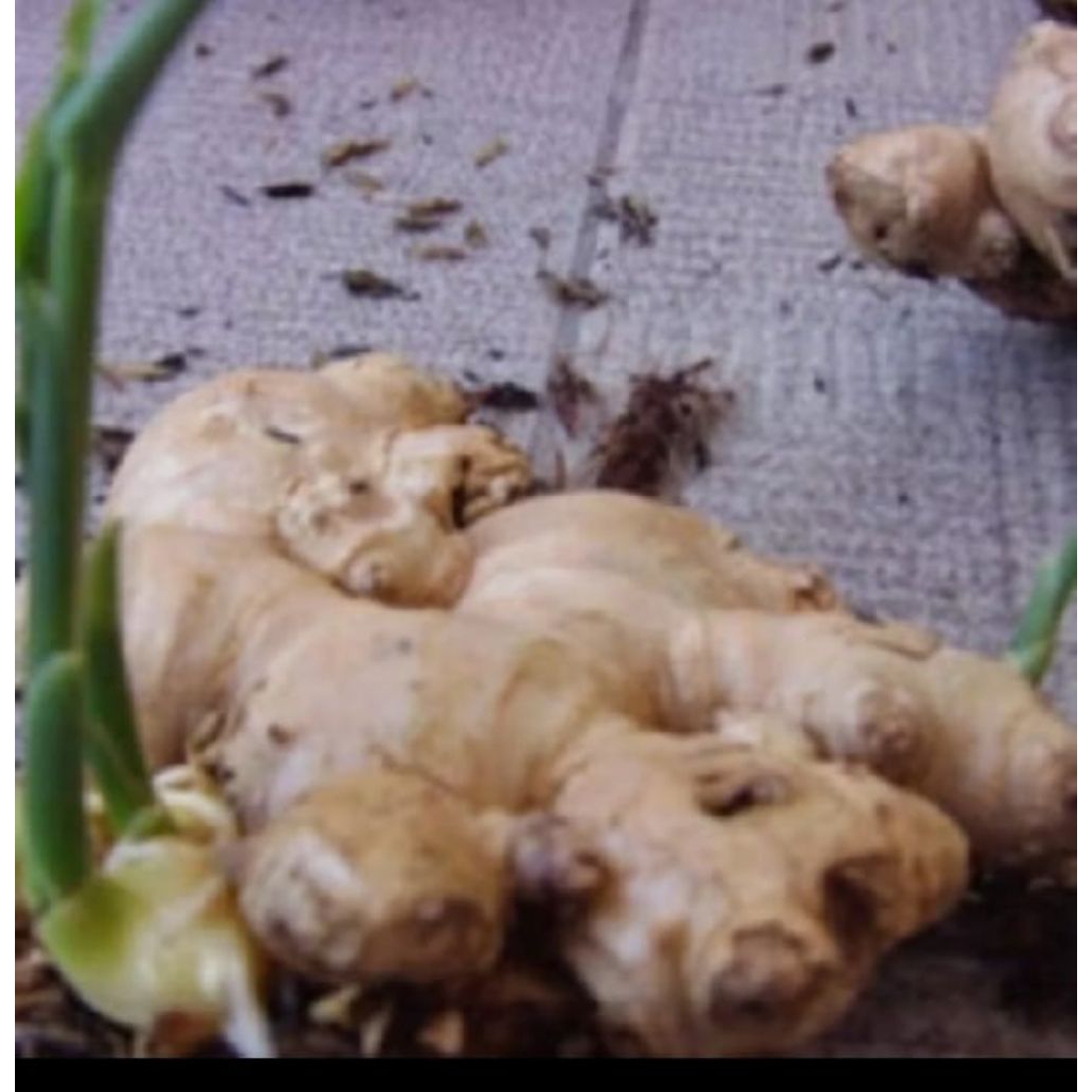 

jahe gajah jumbo mantap/size 1kg