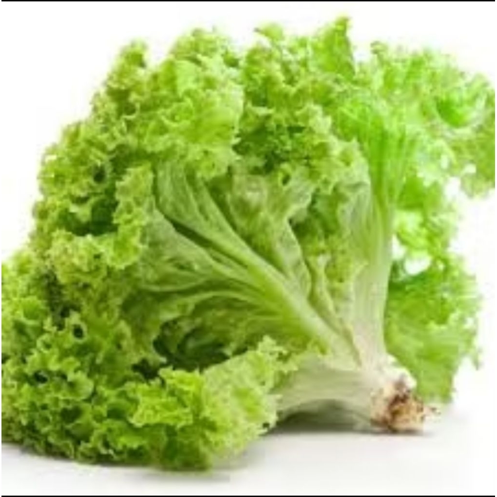 

selada keriting cocok buat lalap jual per 500gr ya kak