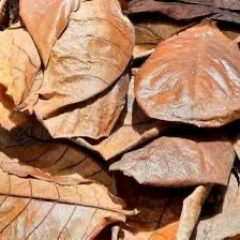 

Daun ketapang kering bersih