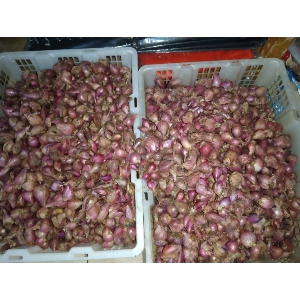 

bawang merah 500gr