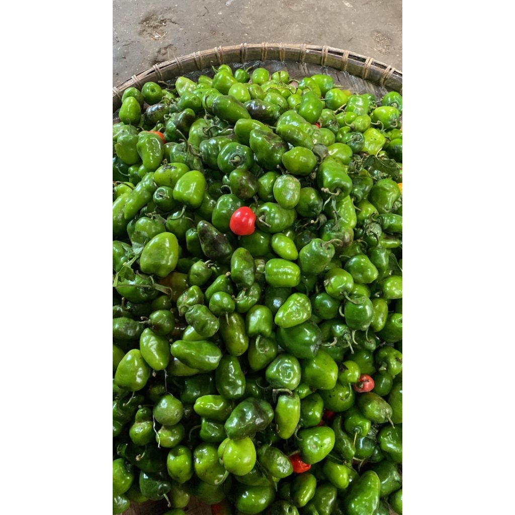 

cabe gendut pedas