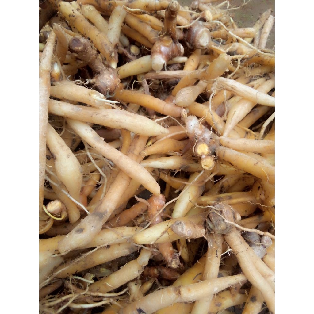 

Ketahui manpaat temu kunci bagi kesehatan tubuh