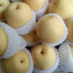 

BUAH PEAR CENTURY FRESH 500gram