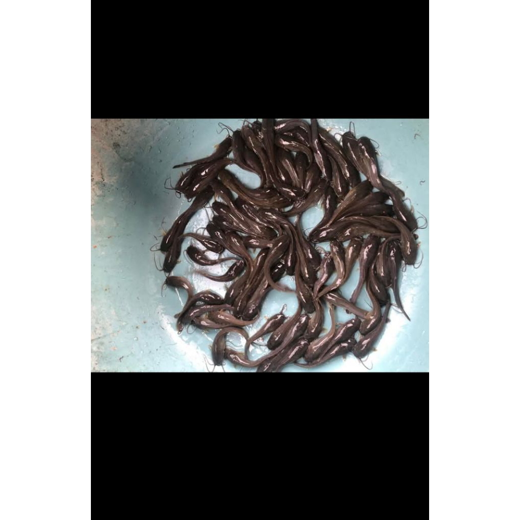 Bibit ikan lele ukuran 8-9cm paket isi 1000 ekor