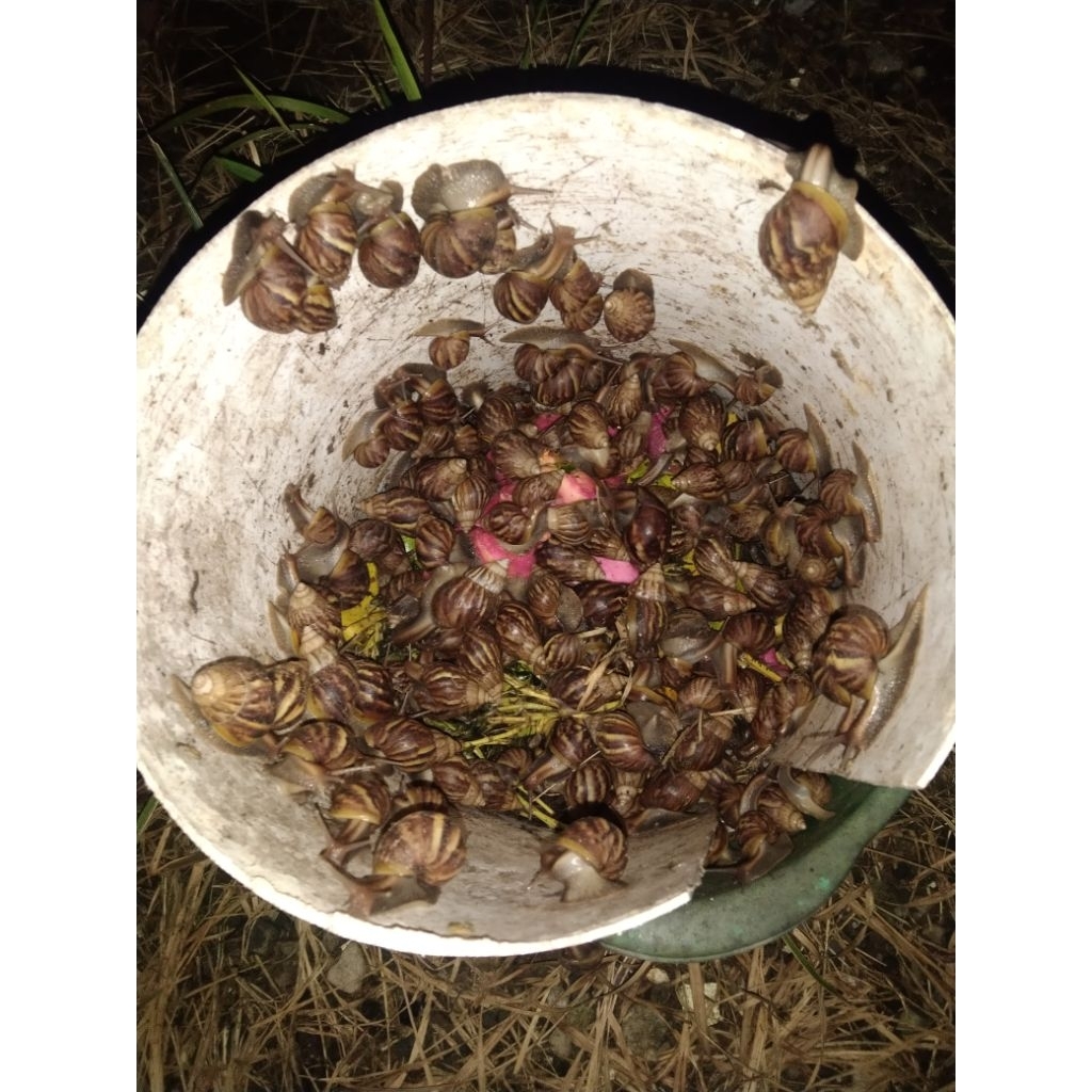 

Bekicot Hidup Bijian