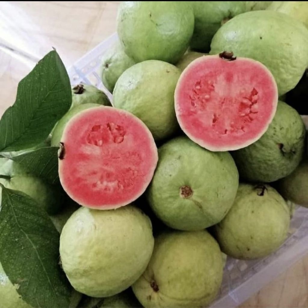 

Buah jambu biji merah 1 kg